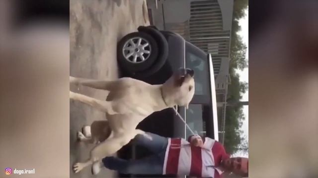 Dogo Argentino - Top 10 Facts смотреть онлайн