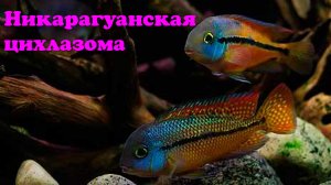 Никарагуанская цихлазома - Hypsophrys nicaraguensis
