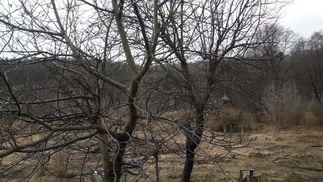 Лекарь в интерьере. Цетрария - исландский " мох" смотреть онлайн