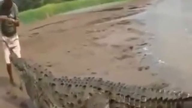 Любить животных смотреть онлайн