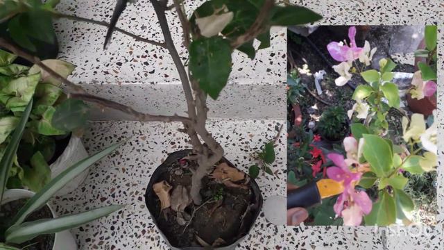 plants shopping ideas смотреть онлайн
