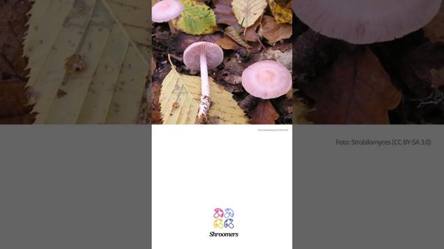 Gemeiner Rettichhelmling (Mycena pura) | Praktisches Pilzprofil | Shroomers смотреть онлайн