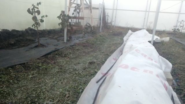 Новый способ укрытия прямостоячих сортов ежевики!!! смотреть онлайн