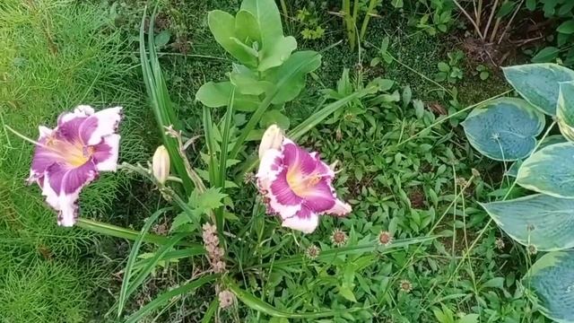 Все мои лилейники смотреть онлайн