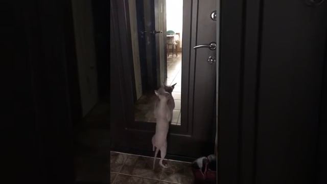 Сфинксы танцуют по ГРИБЫ смотреть онлайн