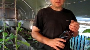 Четвертая подкормка (Плантатор  10.54.10).Что то в листьях делает дырки.Прошу помочь.