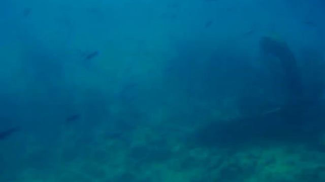 //бог решил дать разум двум лягушкам на болоте🐸// смотреть онлайн