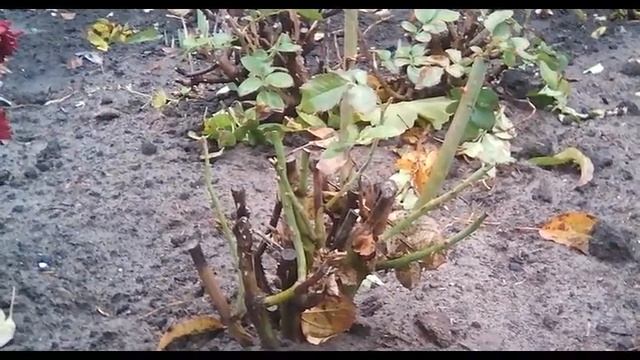 Розы! Уход за Розами!! Обрезка кустов!!! смотреть онлайн