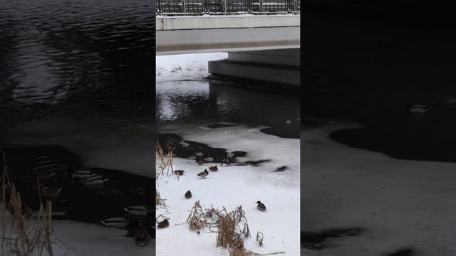 #shorts В чём причина ? Утки не улетают, вода не замерзает .. смотреть онлайн