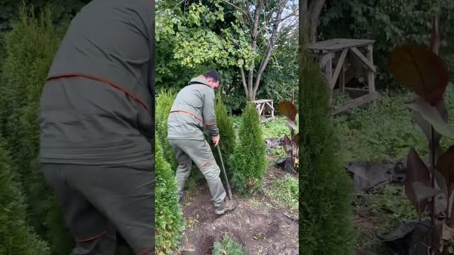 Как копать Туи? Туя Смарагд | Туя Колумна |Озеленение Под Ключ #туи #ёлки #озеленение #shorts #туя смотреть онлайн