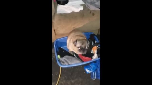 СОБАКА Мопс танцует 10 часов !прикольный милос! ГОВОРЯТ на какой-то минуте будет сюрприз смотреть онлайн