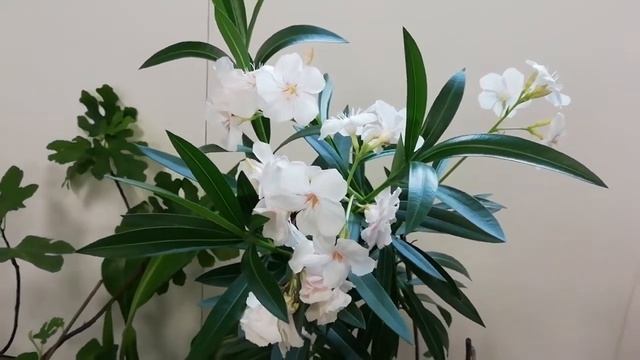 Олеандр в цвету смотреть онлайн