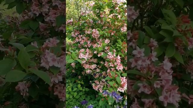 Вейгела (Weigela) смотреть онлайн