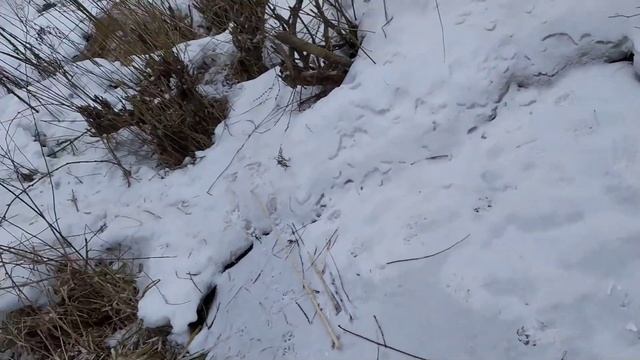 Бобровая нора. смотреть онлайн