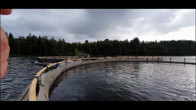 Вологодская область Вожегодский район Пертозеро Форелевая ферма-2021 год смотреть онлайн