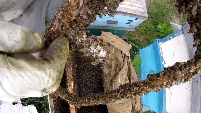 Как определить, какую матку или маточник предпочли пчёлы... смотреть онлайн