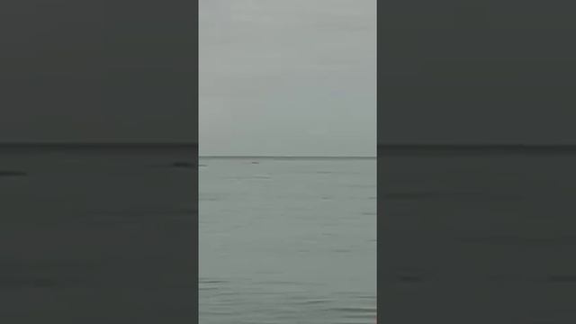 Дельфины есть рыбы нет смотреть онлайн