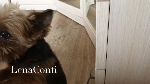 LC195: Женский клуб. Утро. Пафик разбудил и позвал гулять????♂️?? смотреть онлайн