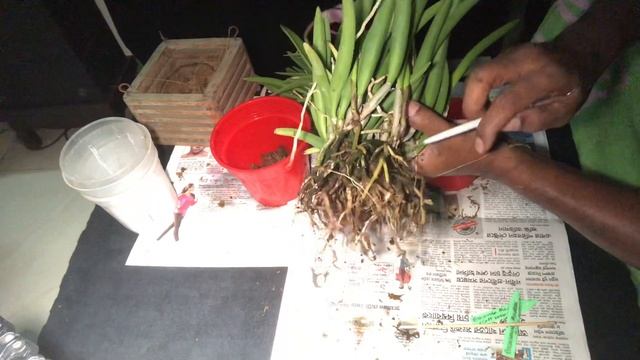 Brassavola Madosa X catt Walkarina - unpot -part/1 смотреть онлайн