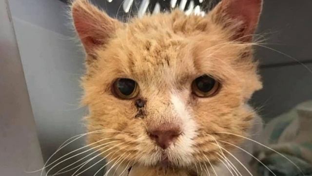 Бедного кота нашли замученным и печальным! Но уже через час он сам себя не узнал! смотреть онлайн