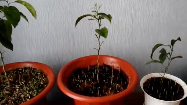 Домашний мандарин смотреть онлайн