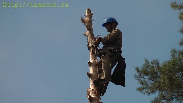 Спил опасного дерева в Казани смотреть онлайн