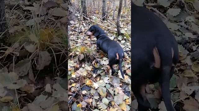 В ЛЕСУ ГУЛЯЮТ СОБАЧКИ ТАКСЫ ТУЗИК И БАКСИК смотреть онлайн