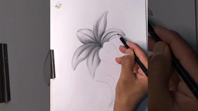 Lily Flower Drawing | How To Draw Flower Easy Step By Step | Pencil Drawing смотреть онлайн