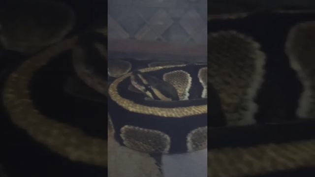 Норман всегда умеет поднять настроение! / королевский питон. смотреть онлайн