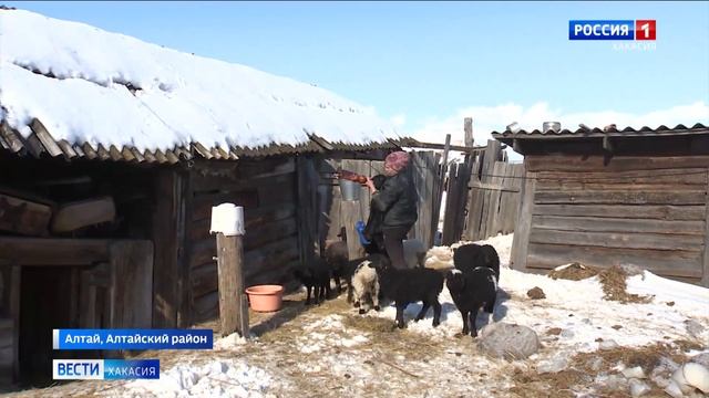 Рождение ягнят: в овцеводческих хозяйствах Хакасии пошёл окот смотреть онлайн