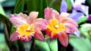 Экхарт Толле - 32. Трансцендирование, озвучивает Nikosho.mp4