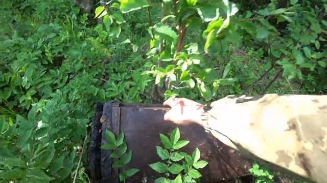 УРААА!!! Первый рой пойман!!! Осиное гнездо в ловушке. #121 смотреть онлайн