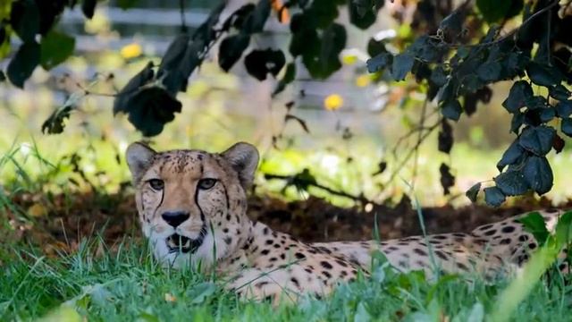 Гипард-самая быстрая кошка на планете смотреть онлайн