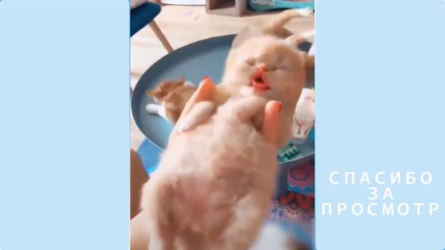 Милые и забавные питомцы делают забавные вещи - Самые милые питомцы в мире смотреть онлайн