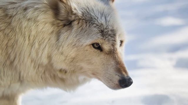 ВОЛК ОПИСАНИЕ | ОБРАЗ ЖИЗНИ ВОЛКА | РАЗНОВИДНОСТЬ ВОЛКОВ смотреть онлайн