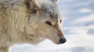 ВОЛК ОПИСАНИЕ | ОБРАЗ ЖИЗНИ ВОЛКА | РАЗНОВИДНОСТЬ ВОЛКОВ