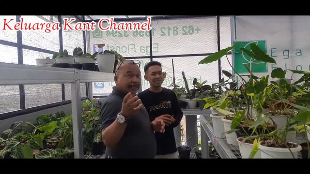 MANTAN BARTENDER SUKSES JADI PENGUSAHA TANAMAN HIAS - PART 1 смотреть онлайн