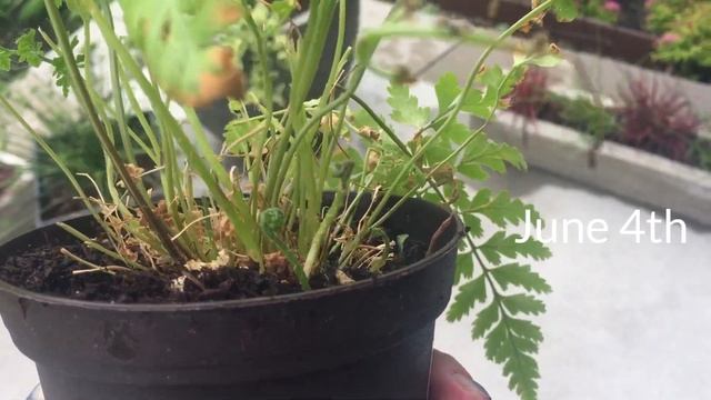 Plant Rescue: Asplenium Dimorphum 'Austral Gem Fern' | Fern Rescue смотреть онлайн