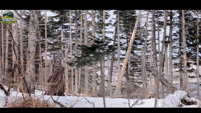 Мыс острый, Сахалин 2022. Смотреть в 4К! смотреть онлайн