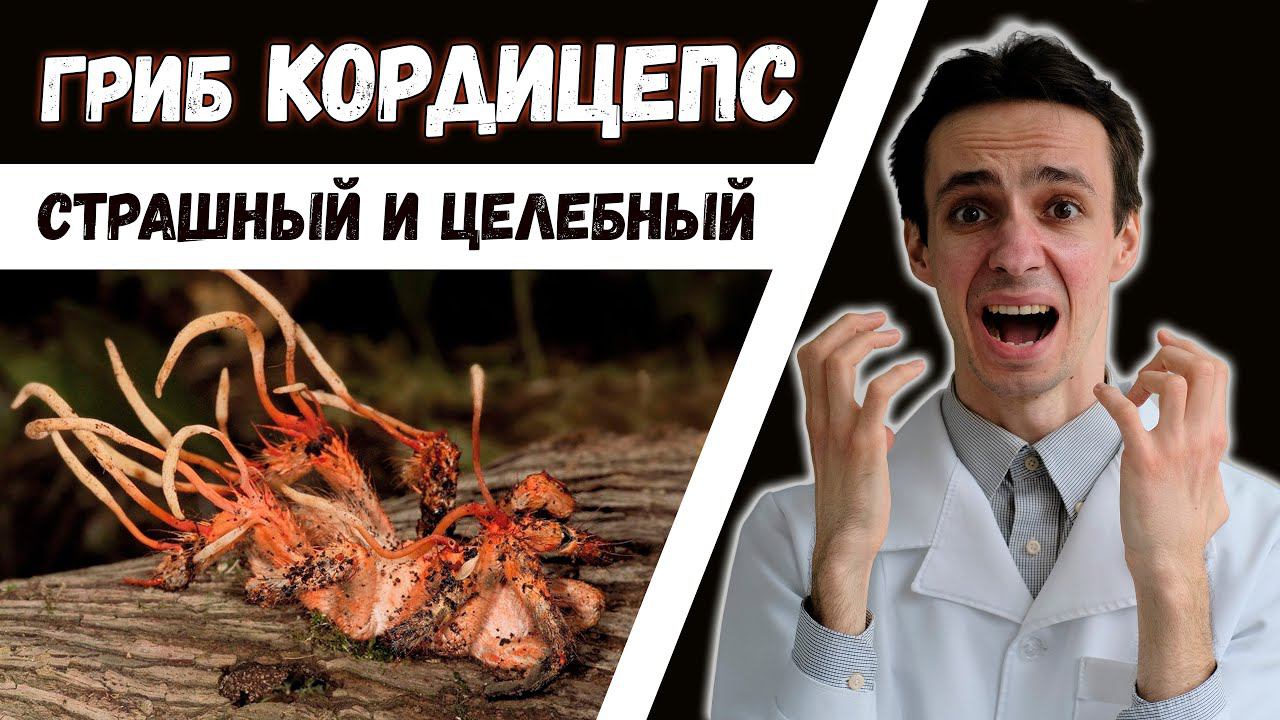 Кордицепс вооруженный: применение в медицине смотреть онлайн