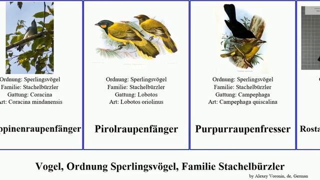Vogel, Ordnung Sperlingsvögel, Familie Stachelbürzler Bird Schwarzkopf-Raupenfänger Leucopyga
