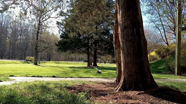 XK (RC ERA) C129v2  W FPV @ Umstead  , Too