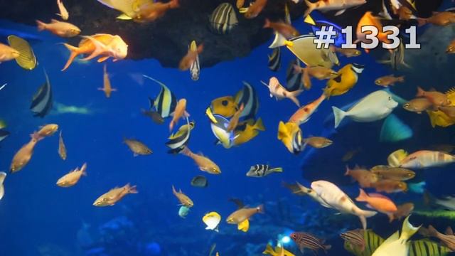 #1331. Рыбы (В мире животных) смотреть онлайн