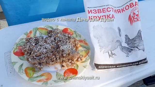 ЧТО нужно ЗНАТЬ, прежде чем завести кур??? смотреть онлайн