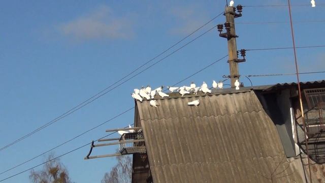 посадка Будапештских высоколётных голубей 23 11 2021г смотреть онлайн