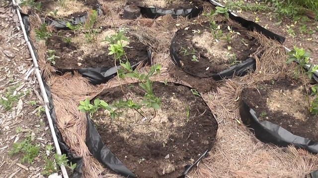 Выращивание голубики смотреть онлайн