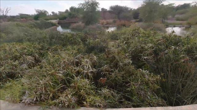 Amazing Game Drive Through Sharjah Safari Park смотреть онлайн