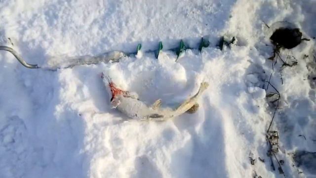 Щуки Урала Магнитогорск смотреть онлайн