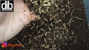 Выращивание львинки на курином помёте