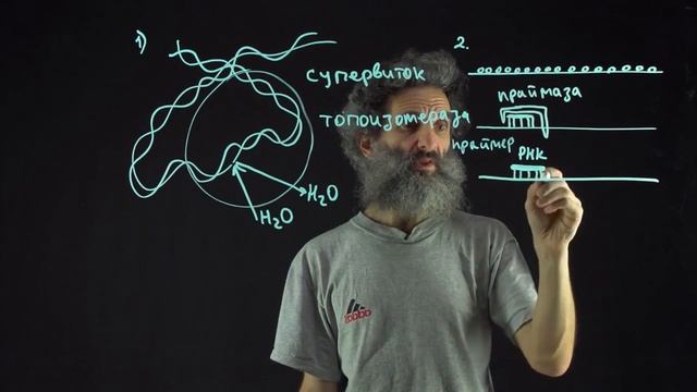 Цитология. Лекция 56 (последняя). Топология ДНК смотреть онлайн